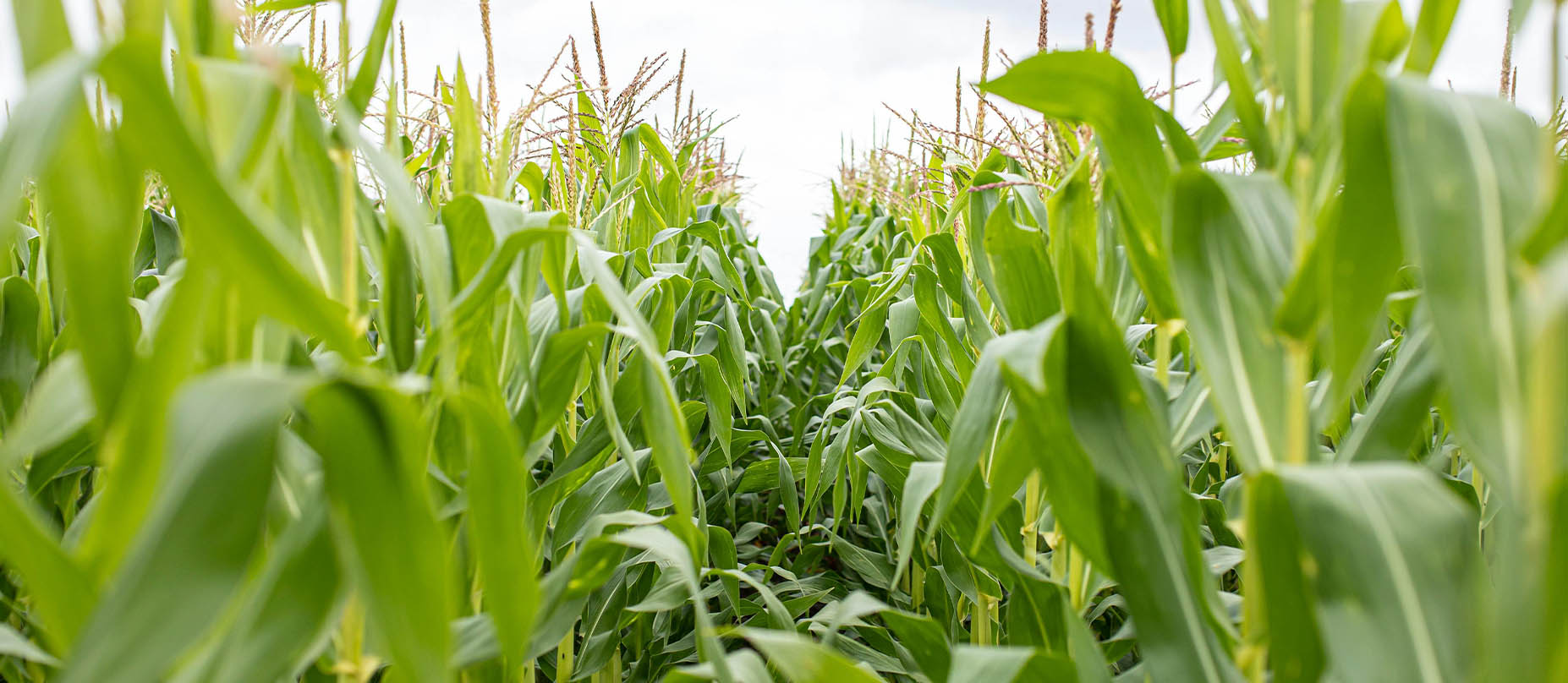 好粮共创<br>让好粮卖好价，让交易成共创